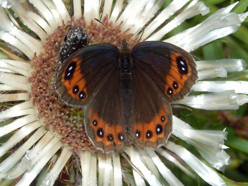 Erebia 2 da ID - Erebia styx